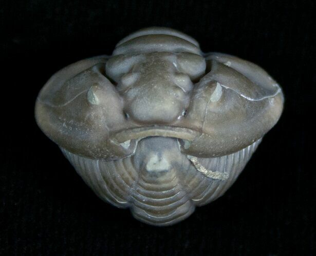 Enrolled Flexicalymene Trilobite From Indiana #5522